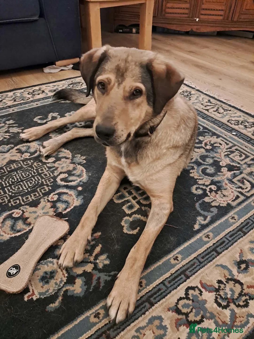 Mixed Breed dogs for adoption: 🐾OWAIN - THE FAMILY DOG YOU’VE BEEN WAITING FOR🐾 in Malvern - Advert 1