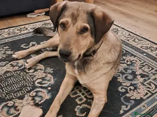 Mixed Breed dogs 🐾OWAIN - THE FAMILY DOG YOU’VE BEEN WAITING FOR🐾 - Advert 2