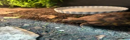 Tortoise reptiles for sale: Bells hingeback tortoise in Leeds - Advert 8