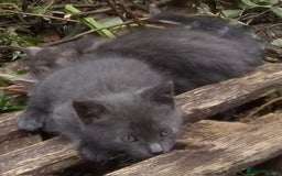 Mixed Breed cats for sale: UNIQUE SILVER/BLUE BENGAL X RUSSIAN BLUE KITTENS  - Image 18