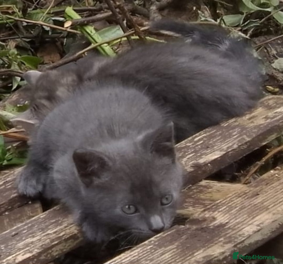 Mixed Breed cats for sale: UNIQUE SILVER/BLUE BENGAL X RUSSIAN BLUE KITTENS  - Image 18