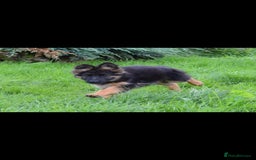German Shepherd dogs for sale: German Shepherd pups  - Image 14