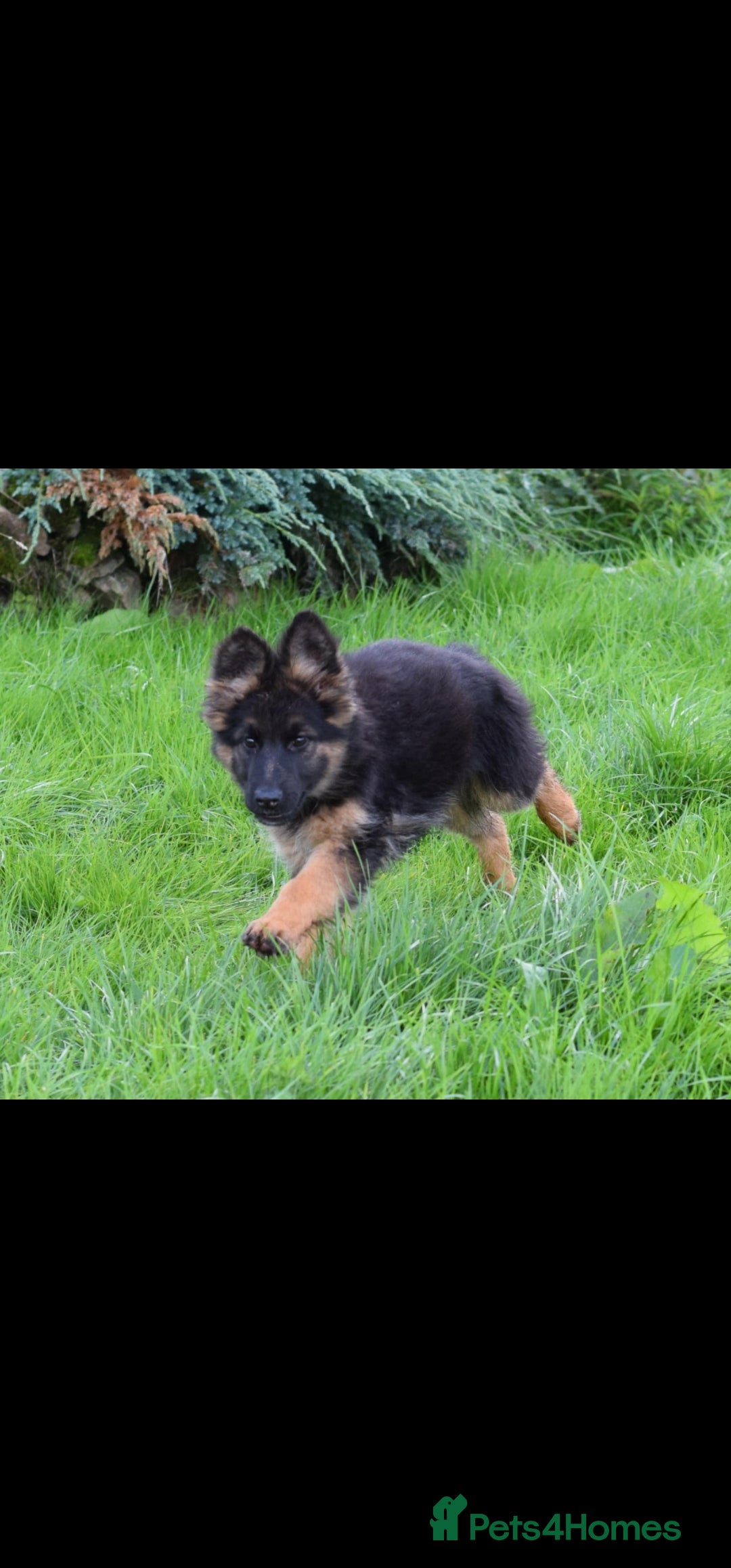 German Shepherd dogs for sale: German Shepherd pups  - Image 14