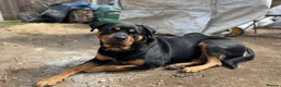 Mixed Breed dogs for sale: Rottweiler X Lab puppies  - Advert 8