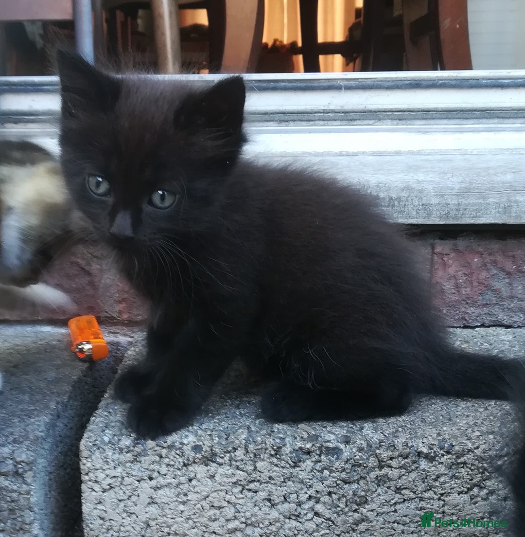 Mixed Breed cats for sale: CLEVER, PRETTY KITTENS READY FOR THEIR NEW HOMES - Image 1