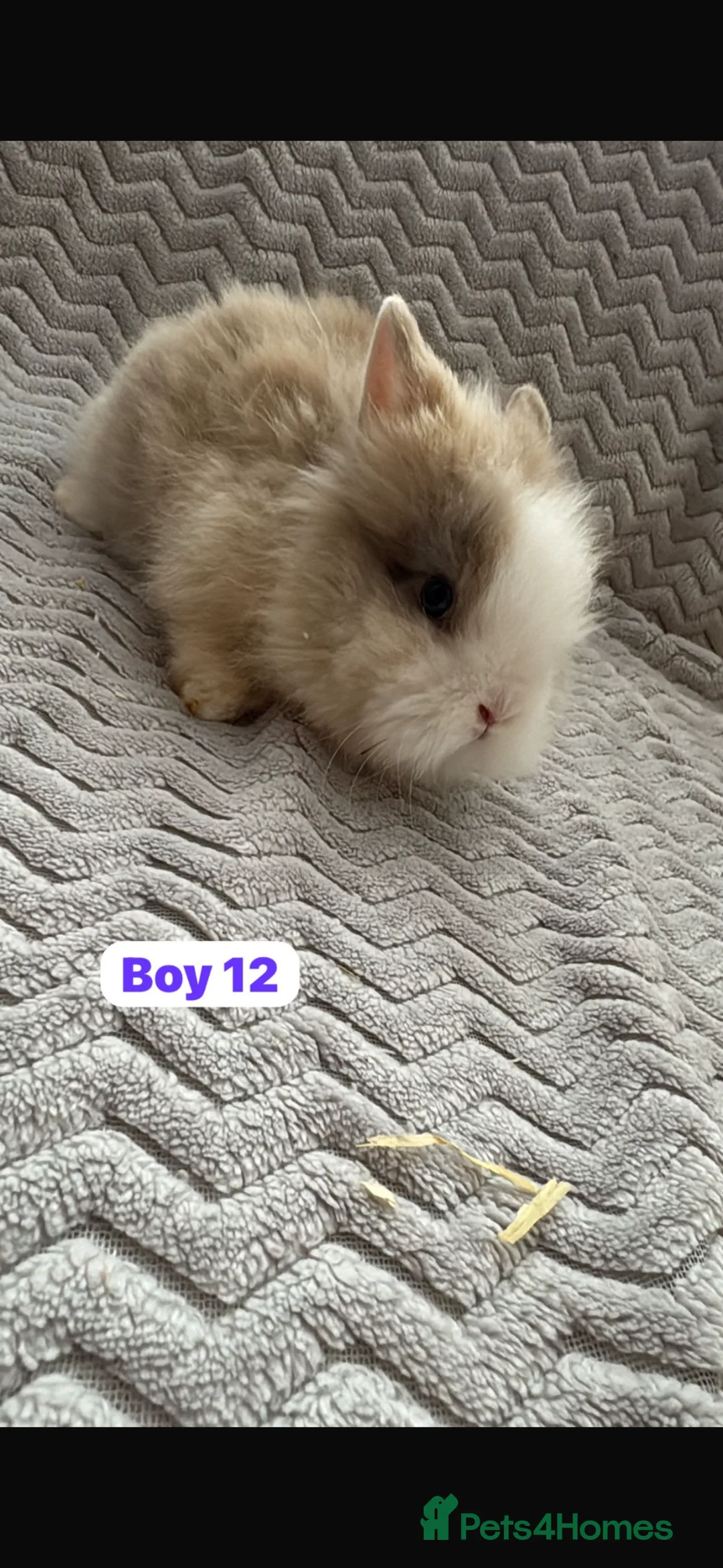 Lionhead rabbits for sale: ✨ Lionhead Bunnies for sale ✨  - Advert 7