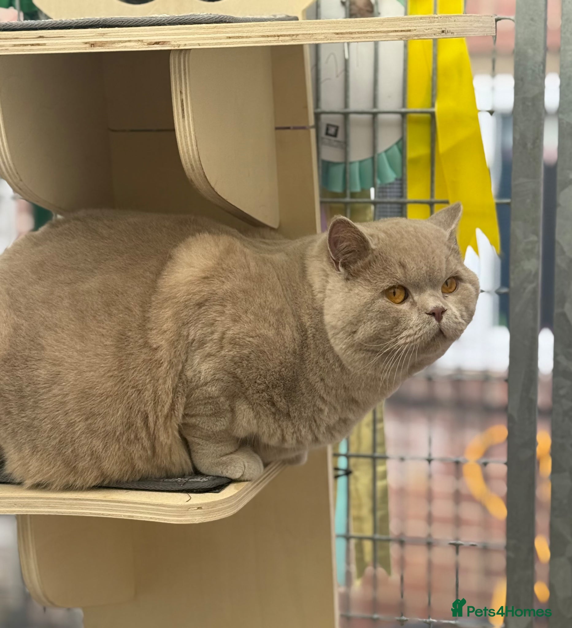 British Shorthair cats Super Fawn import for stud  - Advert 3