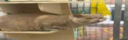 British Shorthair cats for stud: Super Fawn import for stud  - Advert 5