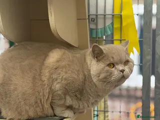 British Shorthair cats Super Fawn import for stud - Advert 1