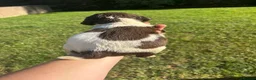English Springer Spaniel dogs for sale: Springer Spaniel Puppies  - Advert 18