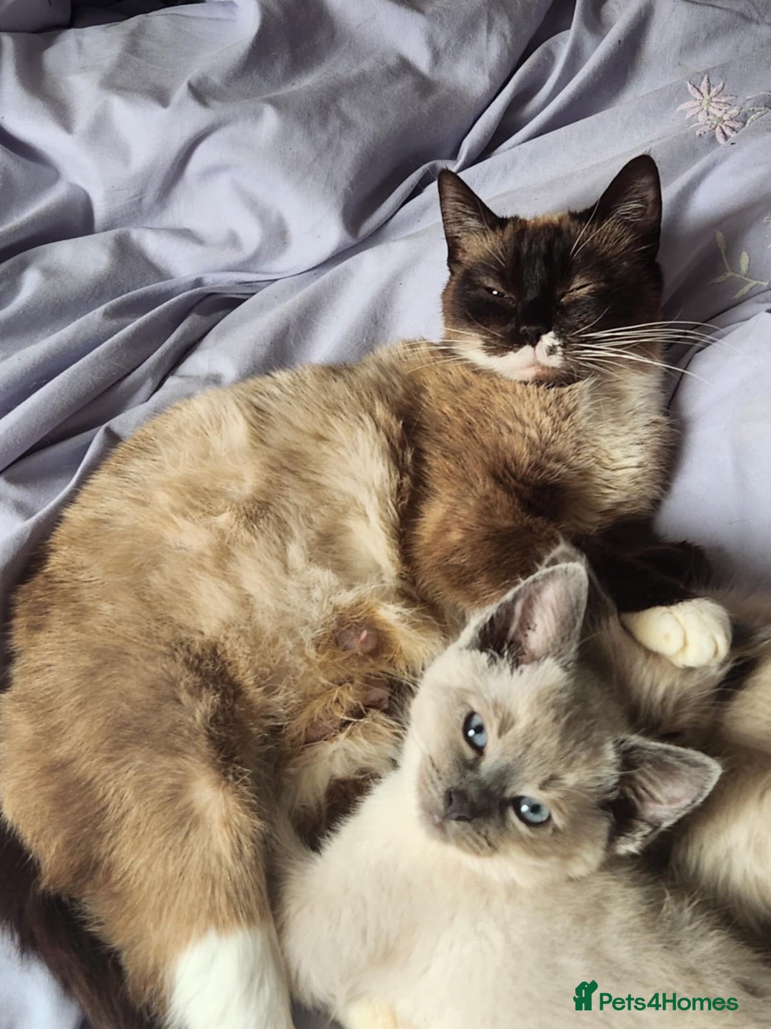 Ragdoll cats for sale: Male Gorgeous blue eyed Ragdoll  - Image 6