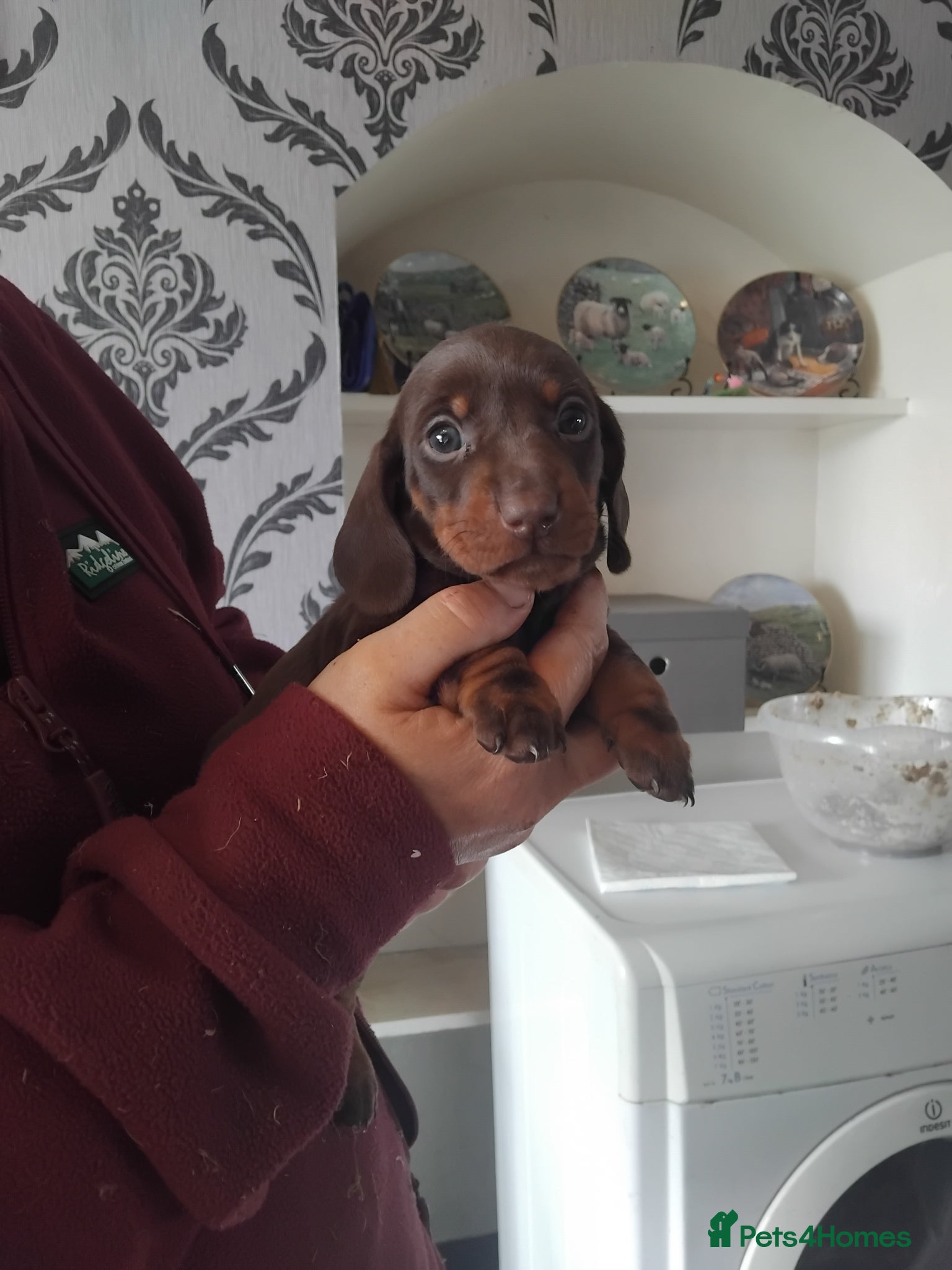 Miniature Dachshund dogs Miniature dachshund  - Advert 2