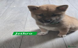Japanese Shiba Inu dogs for sale: Beautiful Shiba - Image 2