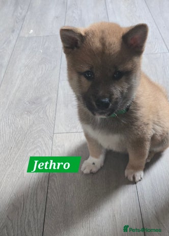 Japanese Shiba Inu dogs Beautiful Shiba - Advert 3