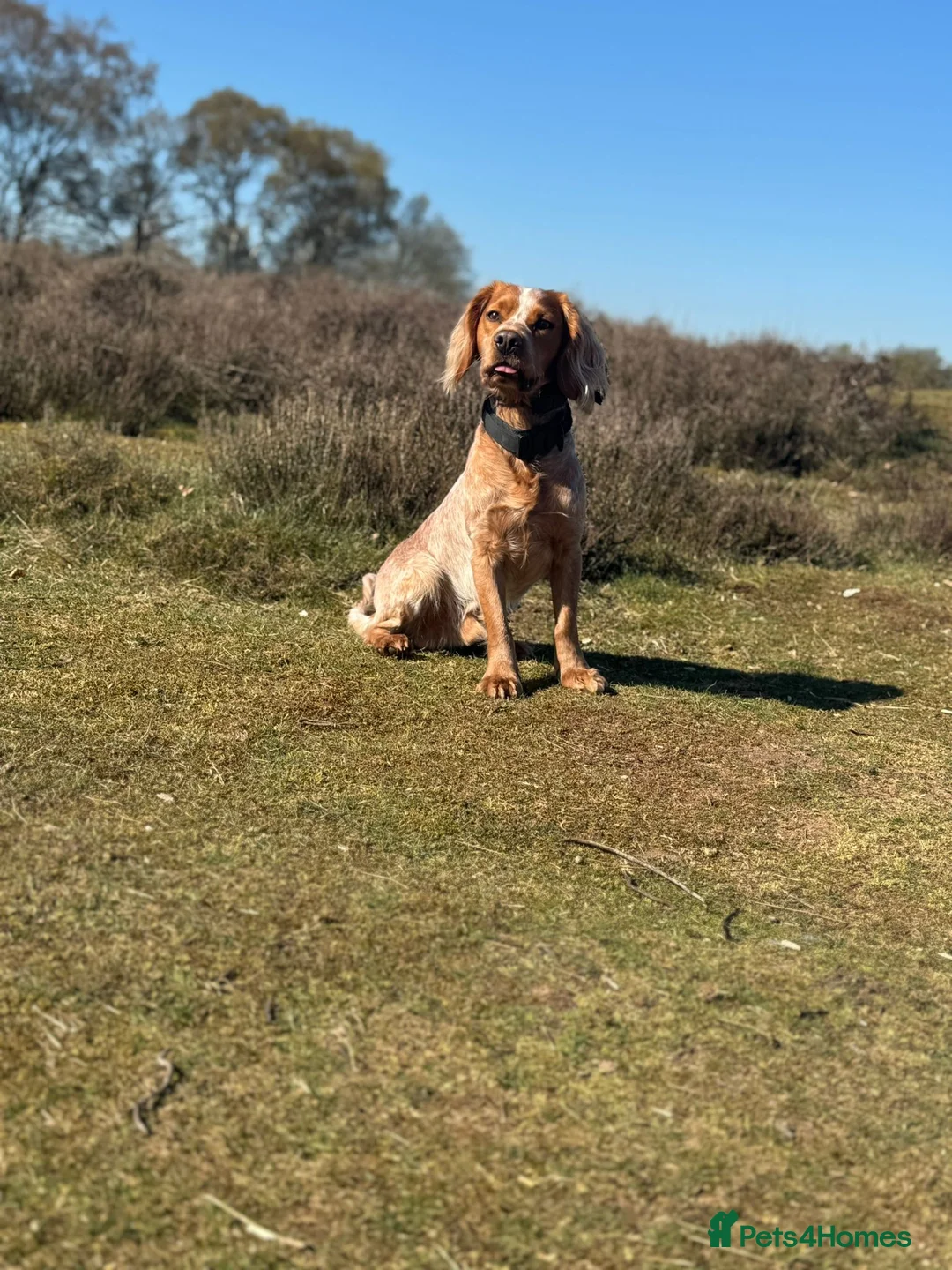 Cocker Spaniel dogs for stud: Working cocker spaniel for stud  in Worcester - Advert 2