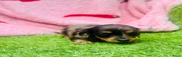 Miniature Dachshund dogs for sale: Long haired miniature dachshund puppies - Advert 7