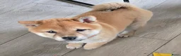 Japanese Shiba Inu dogs for sale: Stunning little Shibas - Advert 6