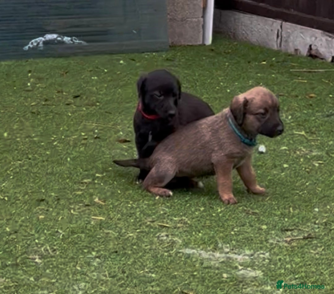 Mixed Breed dogs for sale: F1 Beddy whippets  - Advert 5