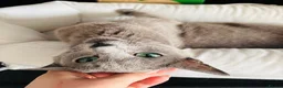 Russian Blue cats for sale: Top pedigree Instagram star Russian blue kittens - Advert 9