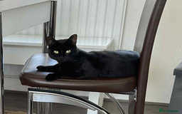 Bombay cats for sale: Playful Black Bombay-Mix Kittens  - Image 4