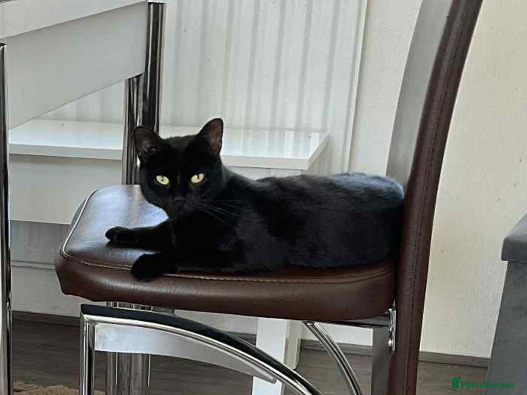 Bombay cats for sale: Playful Black Bombay-Mix Kittens  - Image 4