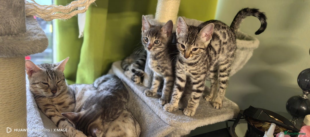 Bengal cats for sale: Sweet Bengal Kittens For Sale  - Image 2