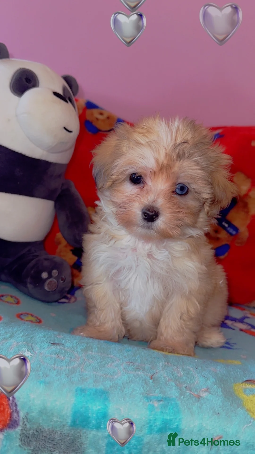 Maltipoo dogs for sale: Rare Merle MALTIPOO PUPPY ready now  - Advert 1