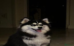 Mixed Breed dogs for sale: Beautiful Skye - Image 2