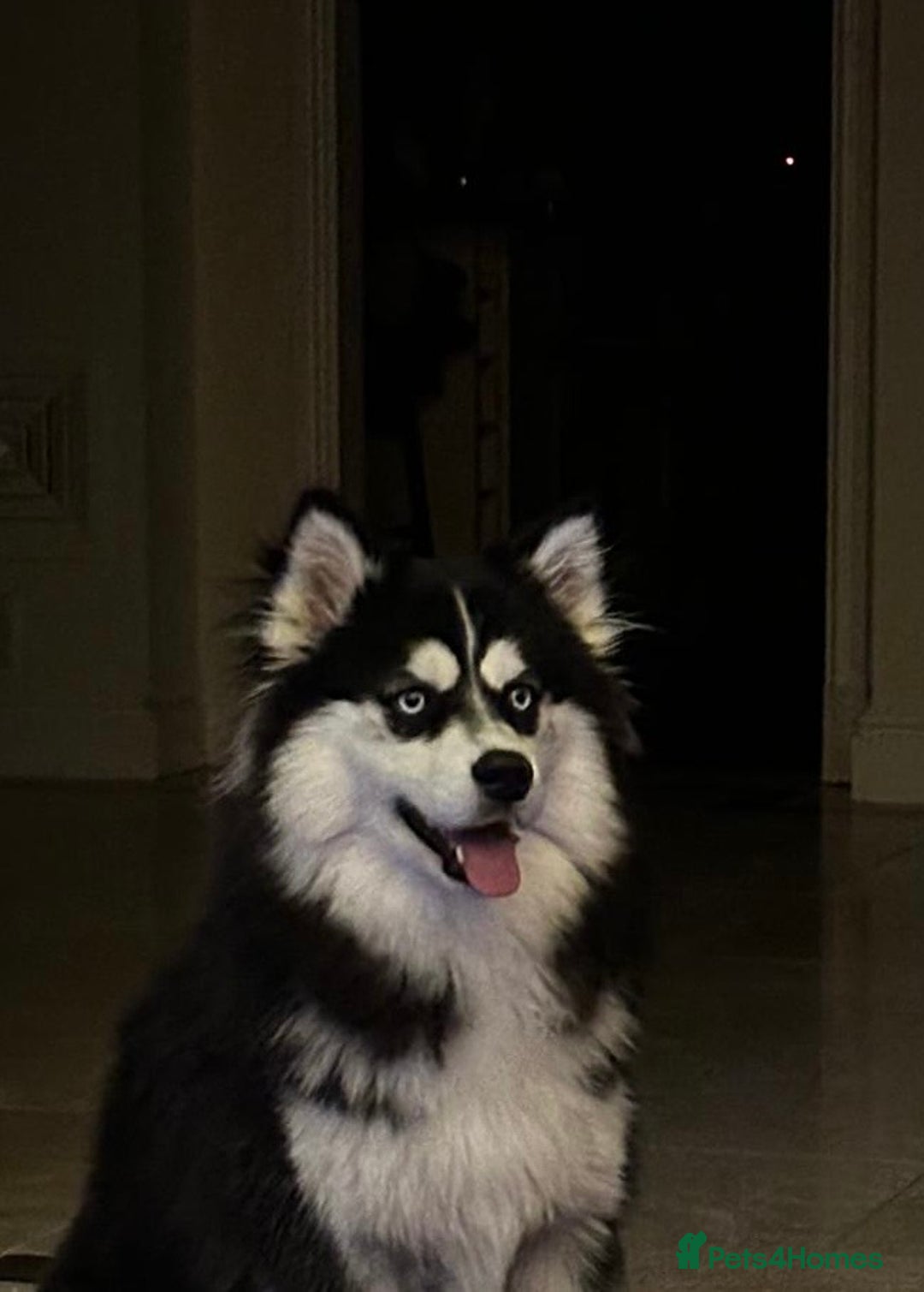 Mixed Breed dogs for sale: Beautiful Skye - Image 2