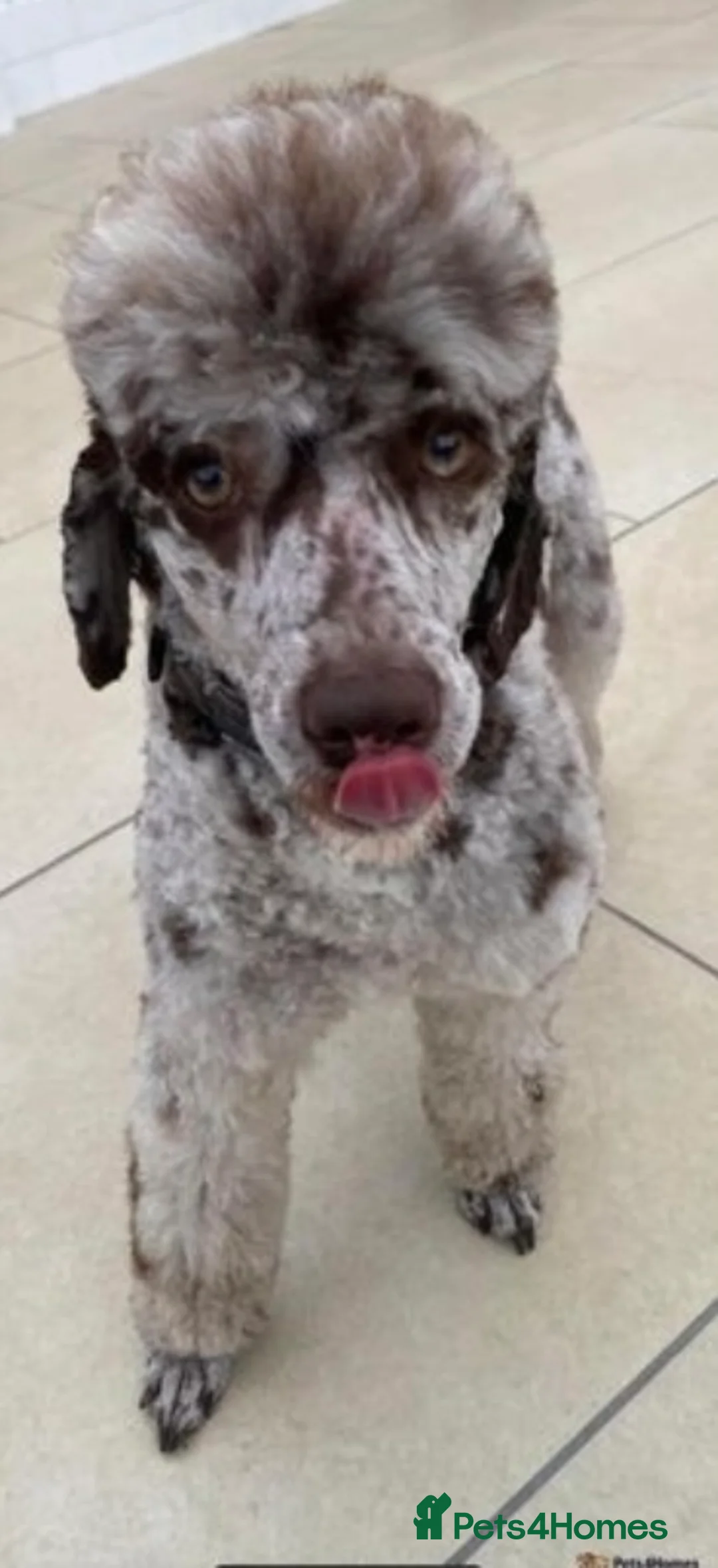 Miniature Poodle dogs for stud: Prince Phillip in Benfleet - Advert 8