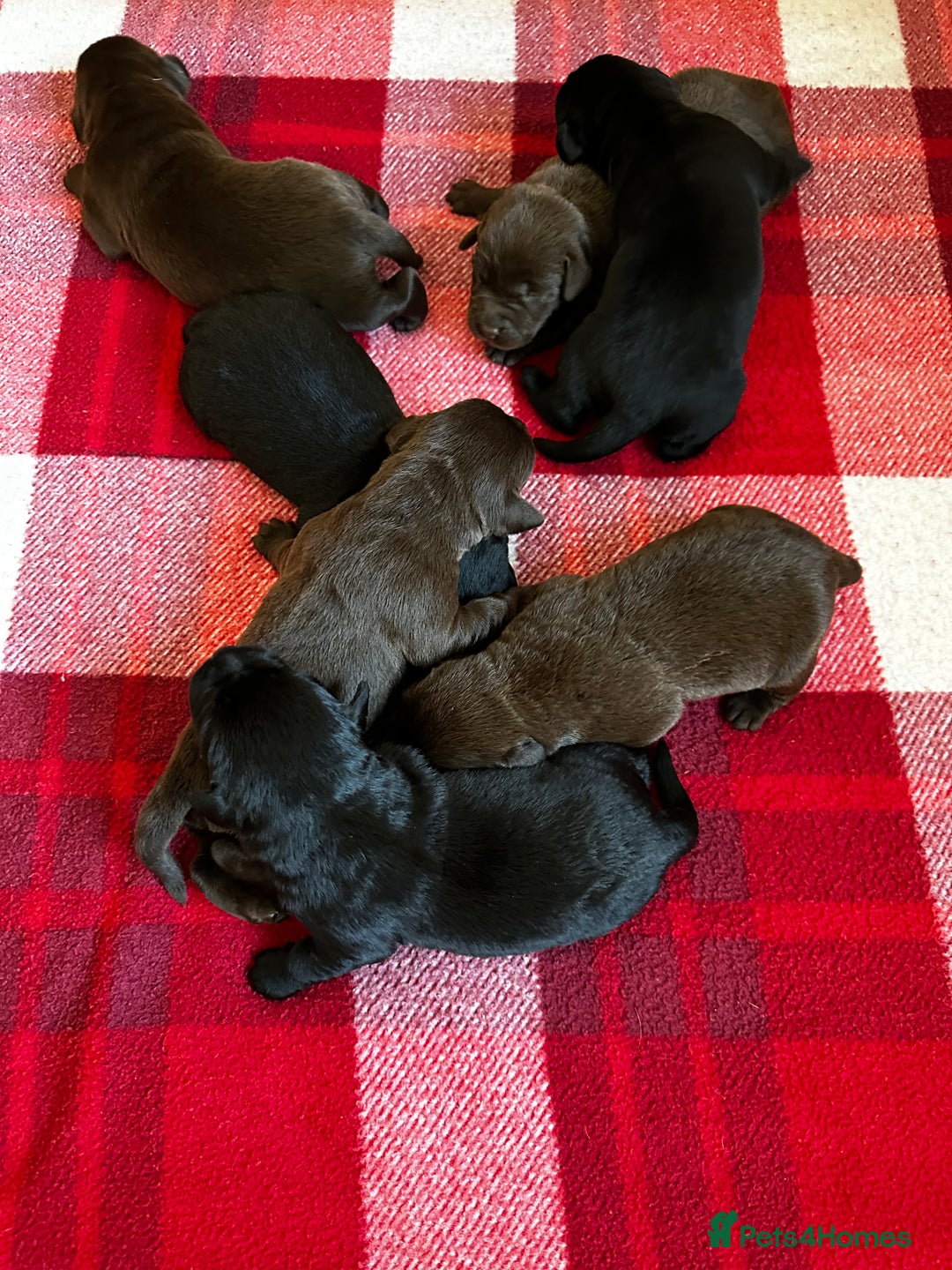 Labrador Retriever dogs for sale: Stunning Labrador Puppies K.C. Reg - Image 6