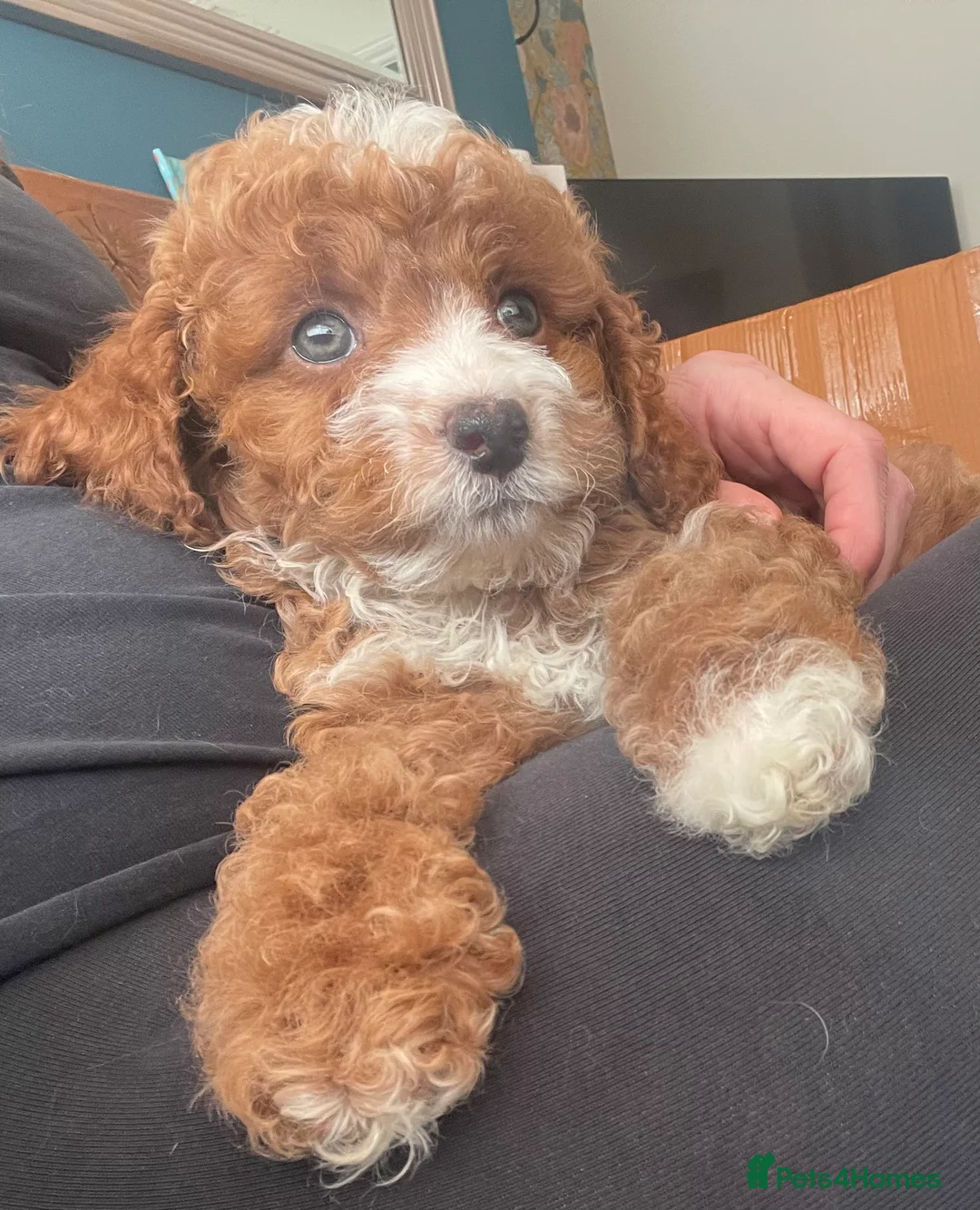 Toy Poodle dogs for stud: Stunning playful Parti Toy Poodle at Stud in Cannock - Advert 19