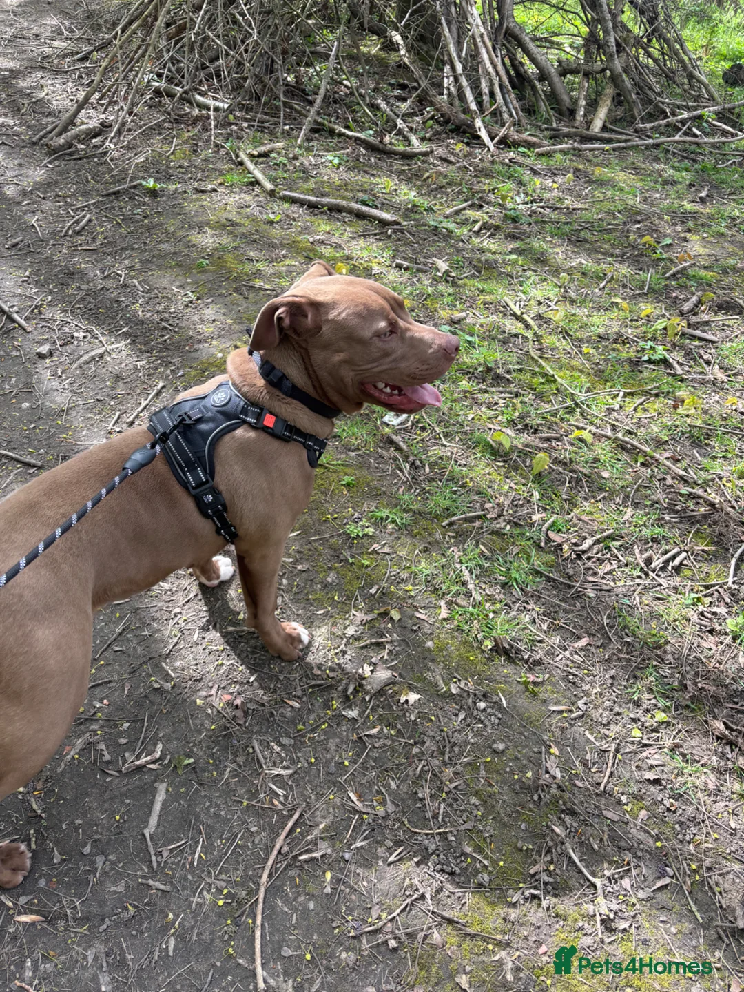 Staffordshire Bull Terrier dogs for sale: 7 months old staffy - Advert 10