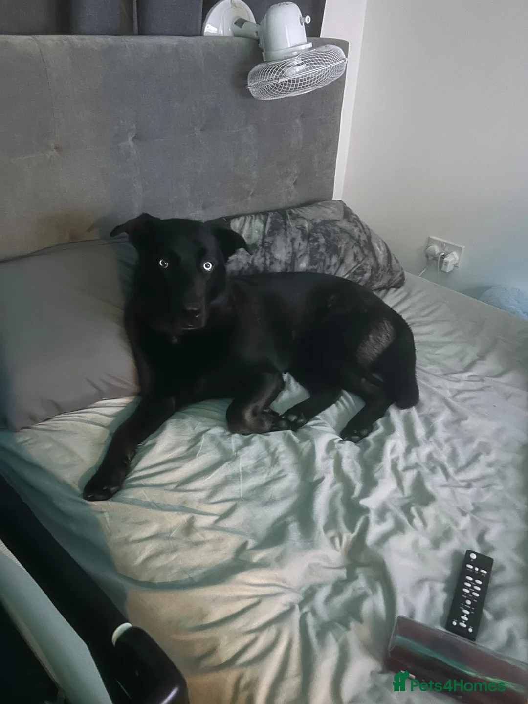 Mixed Breed dogs for sale: Frank lab x husky - Advert 2
