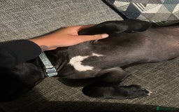 Staffordshire Bull Terrier dogs for sale: Stafford bull terrier - Image 4
