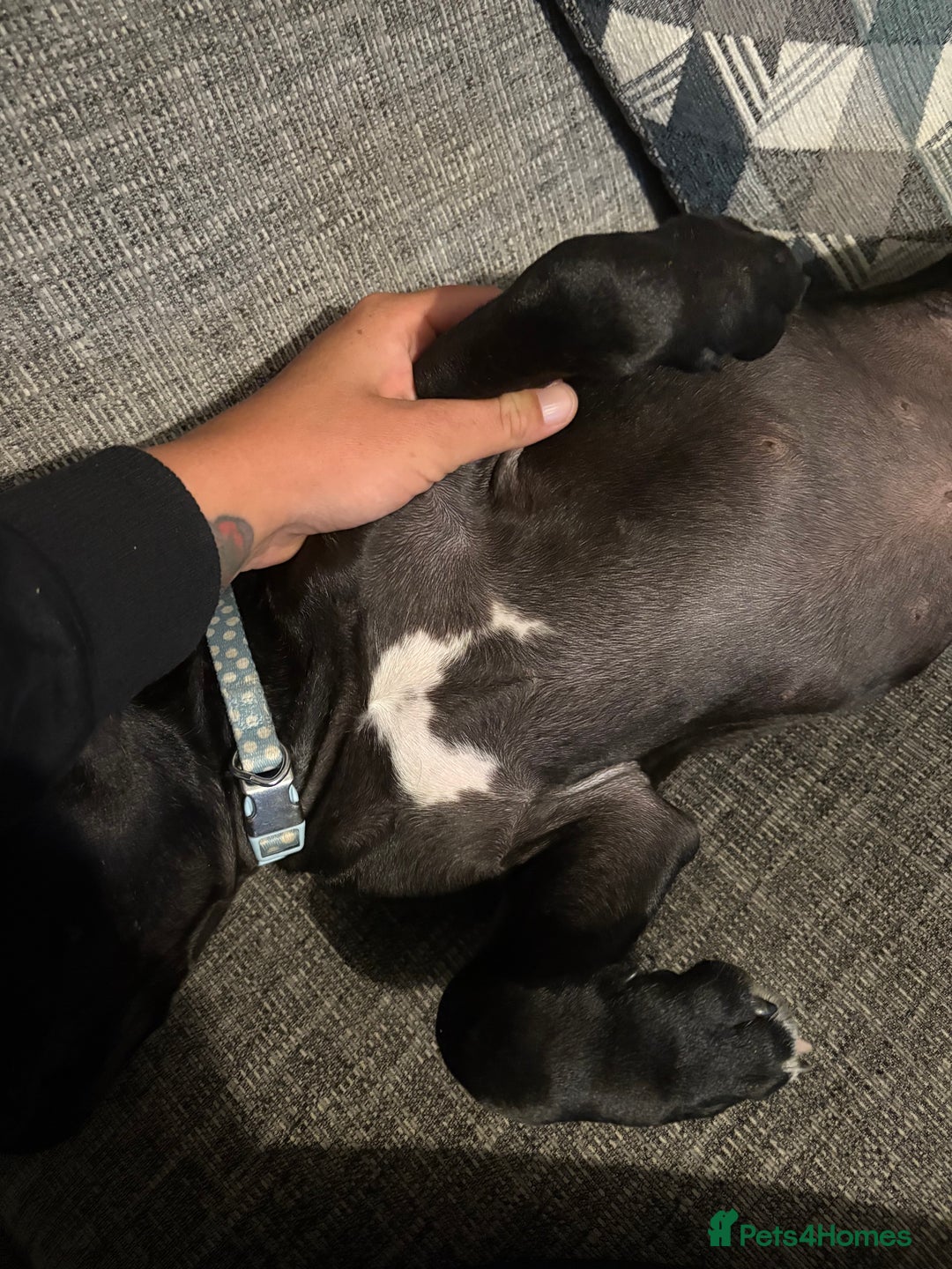 Staffordshire Bull Terrier dogs for sale: Stafford bull terrier - Image 4