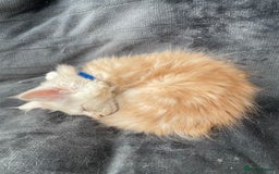 Maine Coon cats for sale: Maine Coon Cross Kittens 3 Girls , 2 Boys - Image 22