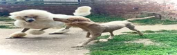 Standard Poodle dogs for sale: KC Standard Poodle Puppies - Advert 19