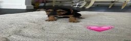 Jack Russell dogs for sale: Jack Russel Puppies 💙💕 - Advert 3