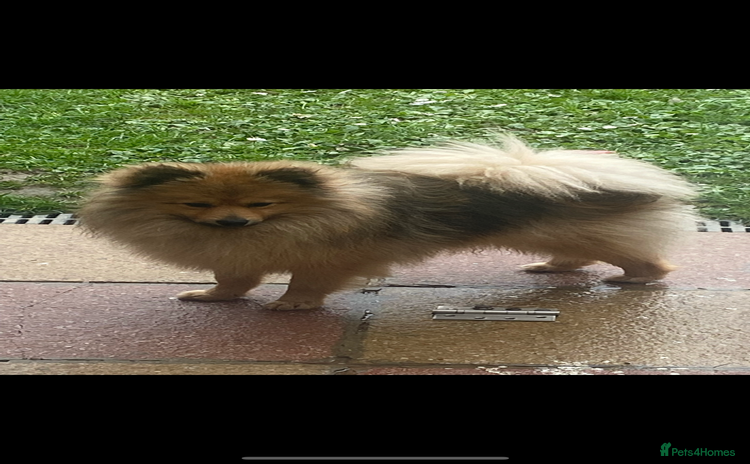 Pomeranian dogs - Advert 1