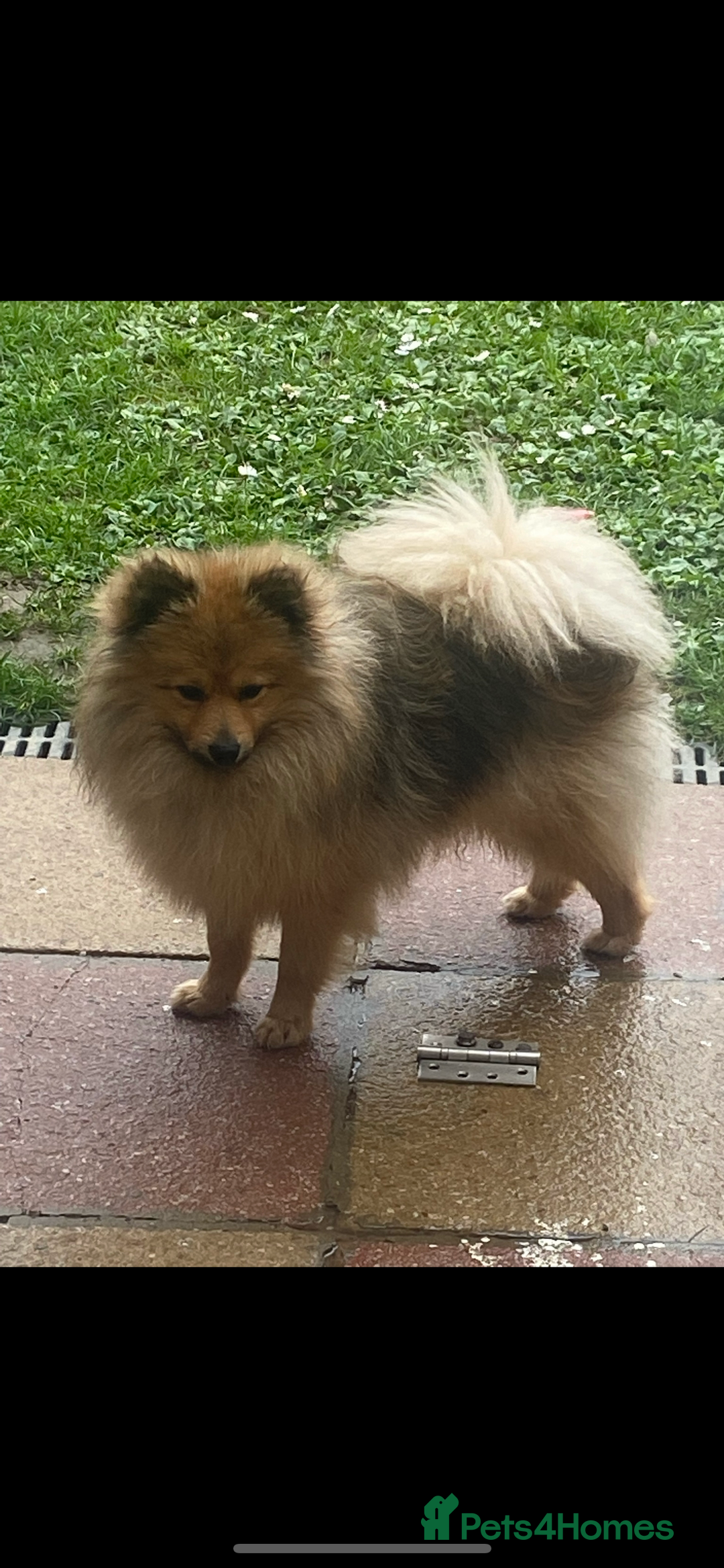 Pomeranian dogs for sale: Our 3 year old Pomeranian boy  - Image 1