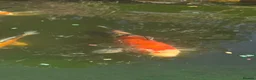 Koi Carp fish for sale: Koi carp NOW SOLD - Advert 8
