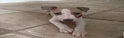 Whippet dogs for sale: litter of 8 pups 5x boys 3x bitches. price reduced - Advert 5