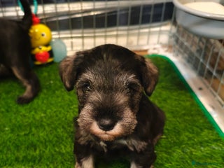 Miniature Schnauzer dogs Charming Mini Schnauzers with KC registration - Advert 6