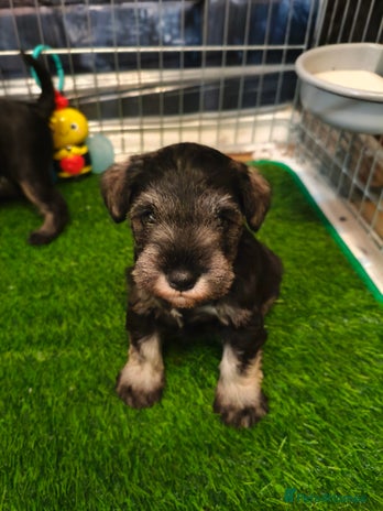 Miniature Schnauzer dogs Charming Mini Schnauzers with KC registration - Advert 7