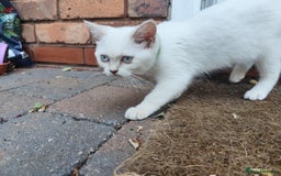 British Shorthair cats for sale: British short hair pure breed - Image 10