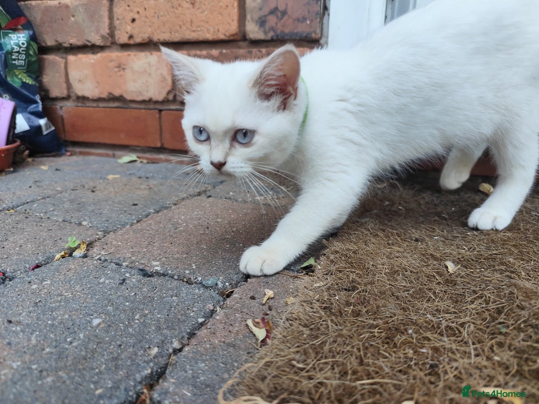 British Shorthair cats for sale: British short hair pure breed - Image 10