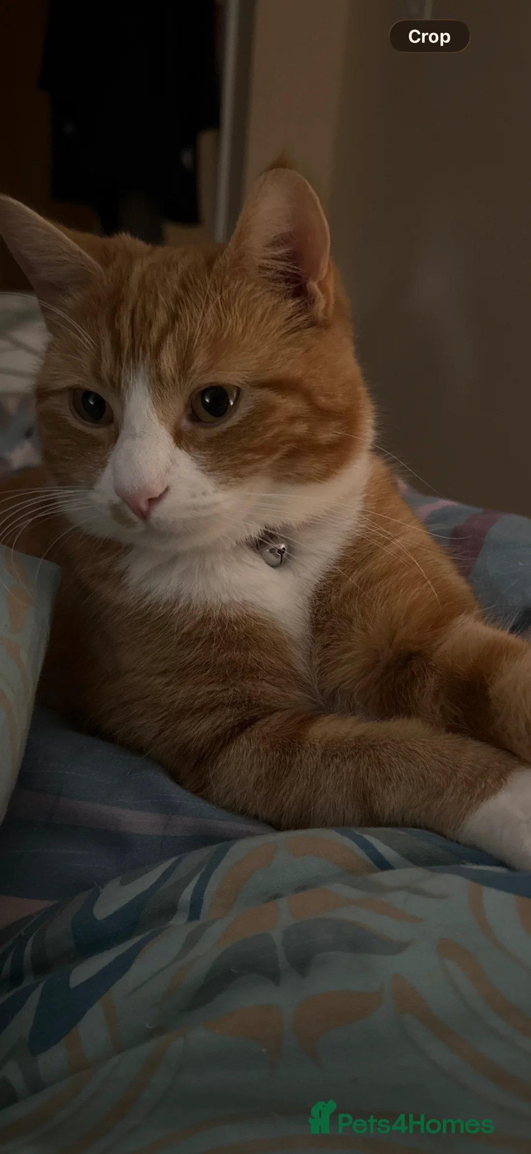 Mixed Breed cats for sale: Sadly having to rehome these 2 beautiful gingers - Advert 2