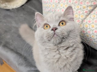 Scottish Fold cats 3 kittens are looking for new home 🏡 - Advert 1