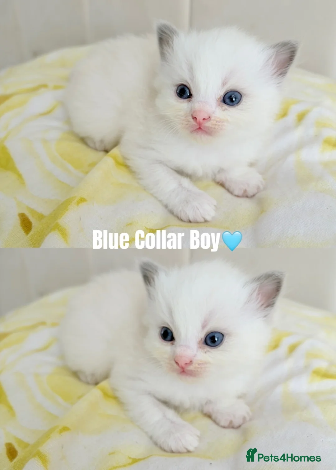 Ragdoll cats for sale: Five Beautiful Ragdoll Kittens Now Available🤍 - Advert 26